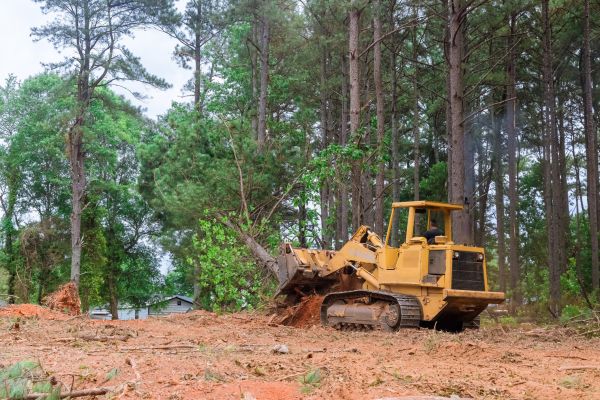 Trees Clearing in Concord